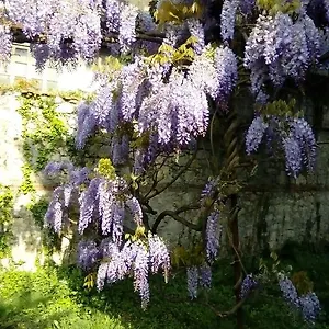 Osmanthus Vicenza